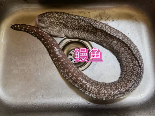 怎样掌握鳗鱼的腌制时间和技巧