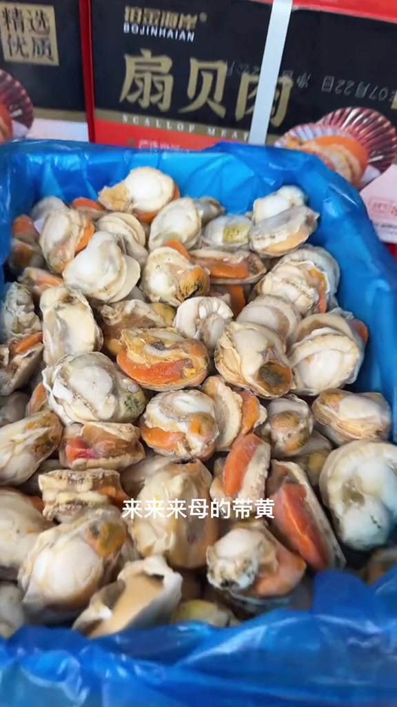 如何挑选优质的扇贝